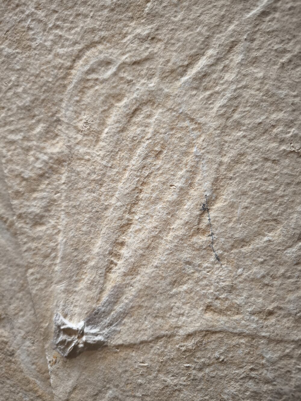 Tintenfischarmkrone in Weichteilerhaltung! Senefelderiteuthis, Malm, Plattenkalk, Solnhofen  * reserviert *