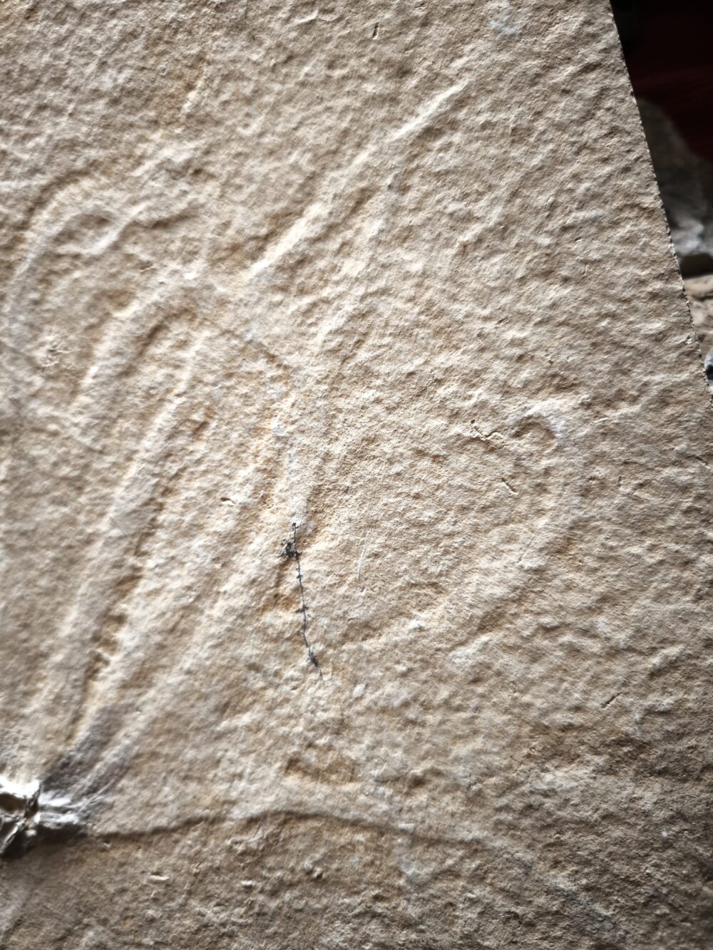 Tintenfischarmkrone in Weichteilerhaltung! Senefelderiteuthis, Malm, Plattenkalk, Solnhofen  * reserviert *