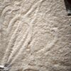 Tintenfischarmkrone in Weichteilerhaltung! Senefelderiteuthis, Malm, Plattenkalk, Solnhofen  * reserviert *