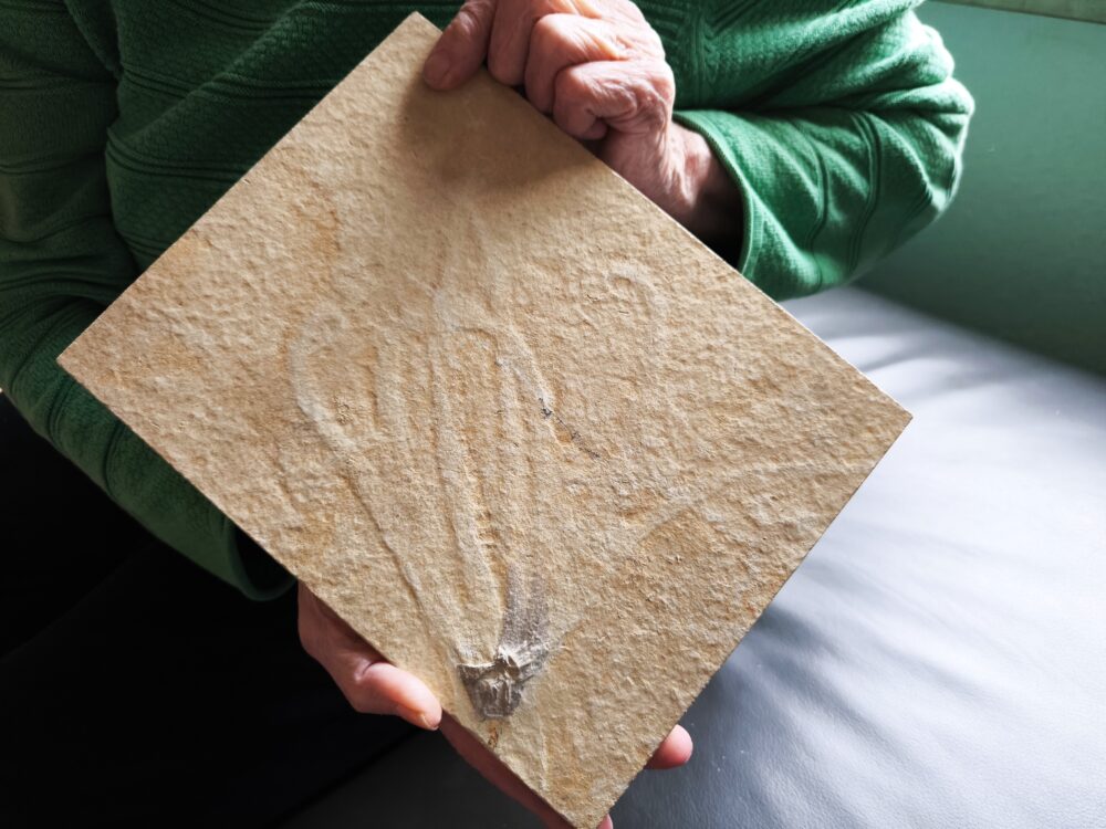Tintenfischarmkrone in Weichteilerhaltung! Senefelderiteuthis, Malm, Plattenkalk, Solnhofen  * reserviert *