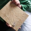 Tintenfischarmkrone in Weichteilerhaltung! Senefelderiteuthis, Malm, Plattenkalk, Solnhofen  * reserviert *