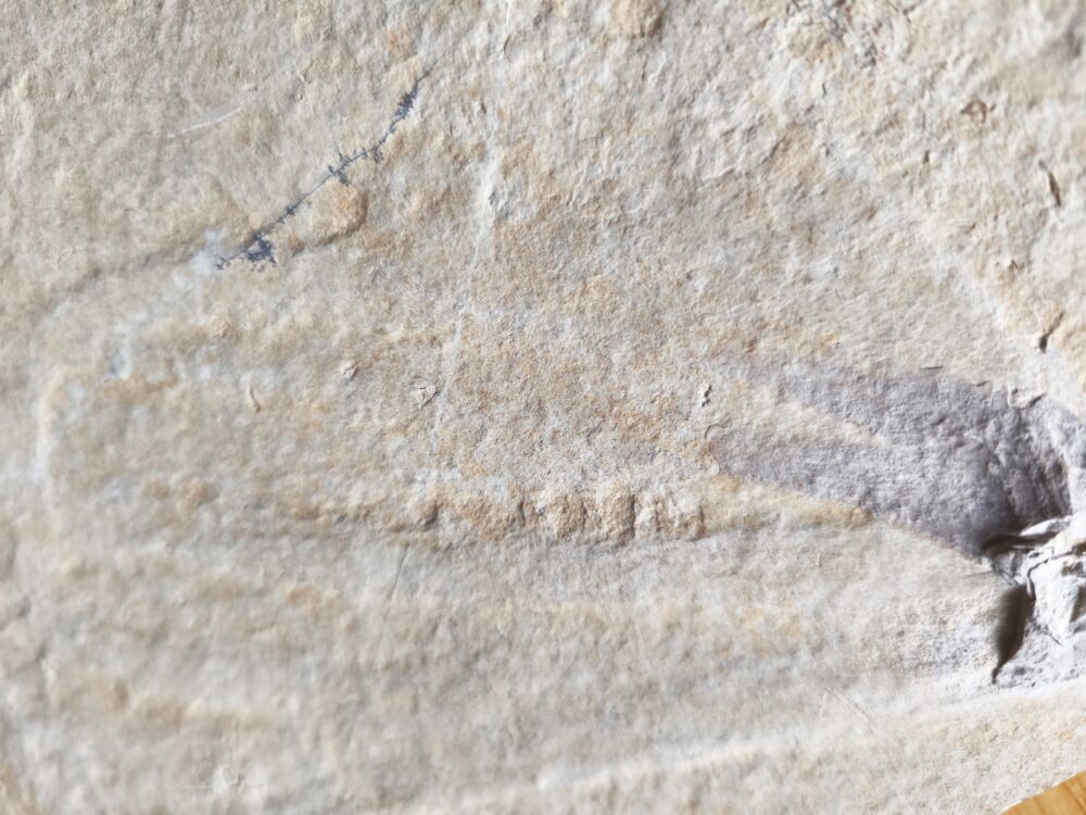 Tintenfischarmkrone in Weichteilerhaltung! Senefelderiteuthis, Malm, Plattenkalk, Solnhofen  * reserviert *