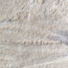 Tintenfischarmkrone in Weichteilerhaltung! Senefelderiteuthis, Malm, Plattenkalk, Solnhofen  * reserviert *