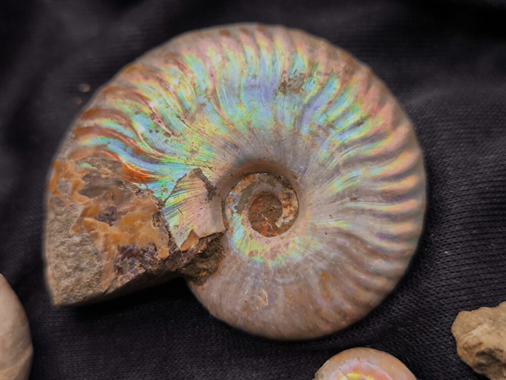 IMG_20251014_093917 sechs Ammoniten mit stark irisierender Schale, Kreide, Madagaskar