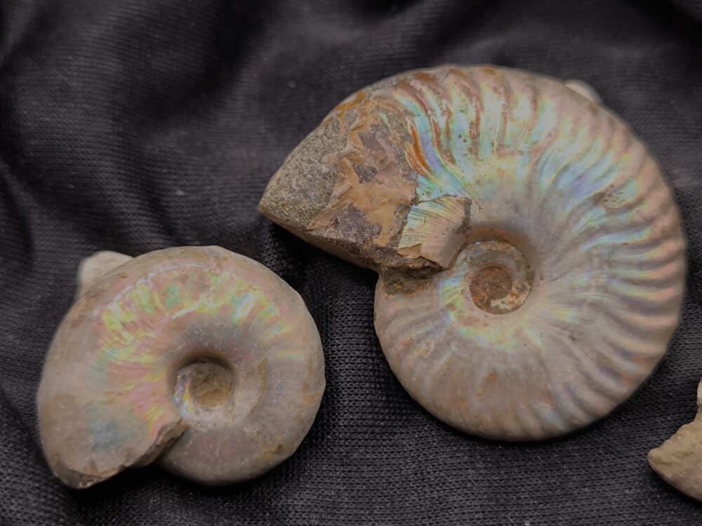 IMG_20251014_094019 sechs Ammoniten mit stark irisierender Schale, Kreide, Madagaskar