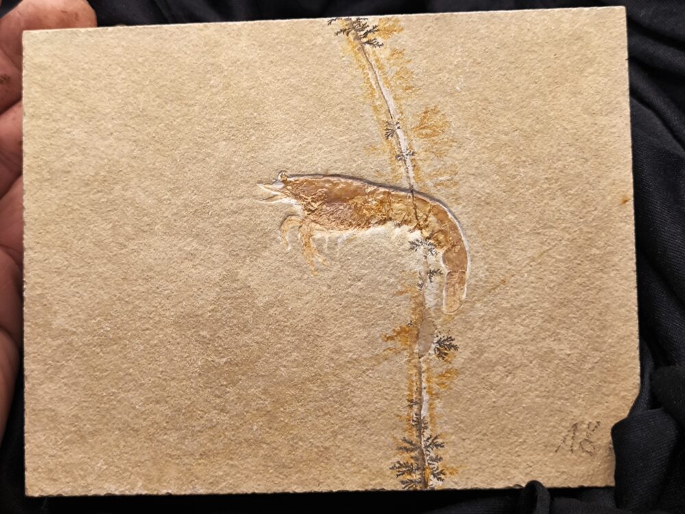 IMG_20251014_094107 Franconipenaeus meyeri, Malm, Plattenkalk, Solnhofen