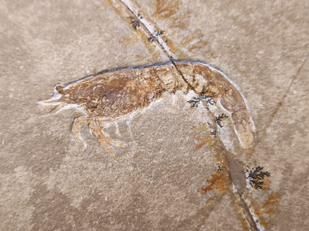 IMG_20251014_094128 Franconipenaeus meyeri, Malm, Plattenkalk, Solnhofen