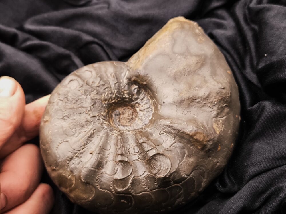 IMG_20251014_094347 Ceratites nodosus, Oberer Muschelkalk, Stammheim bei Würzburg