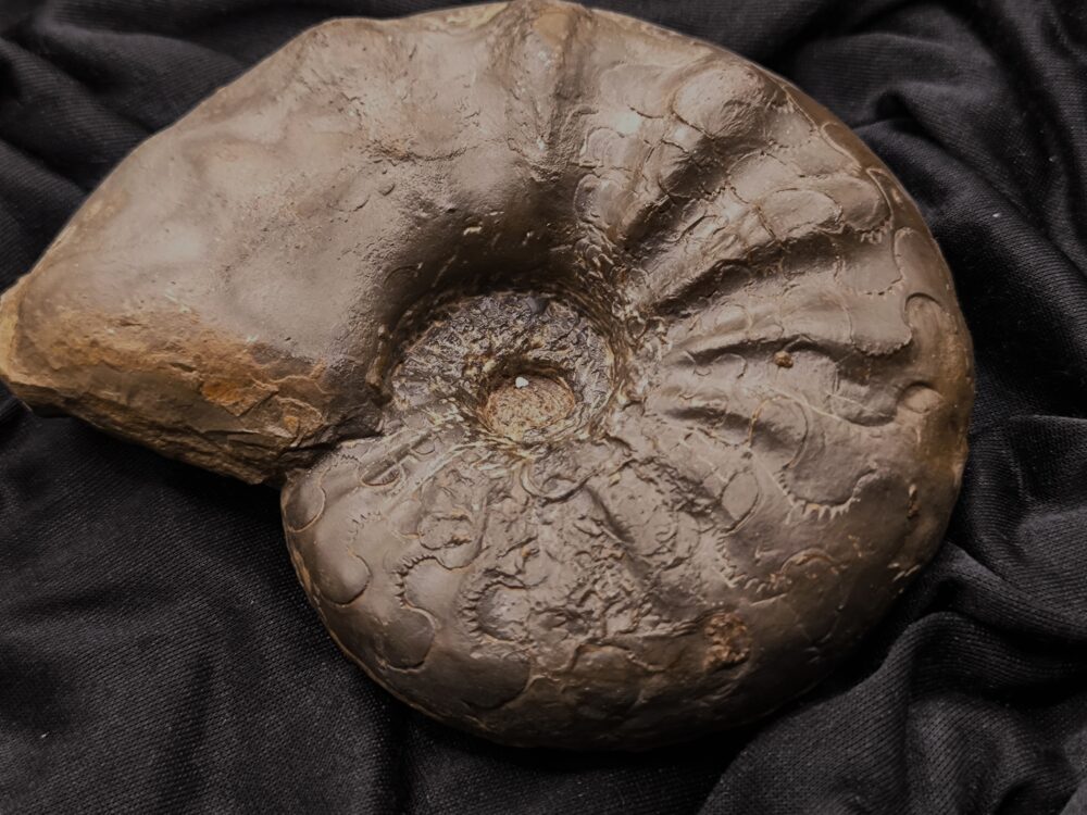 IMG_20251014_094357 Ceratites nodosus, Oberer Muschelkalk, Stammheim bei Würzburg