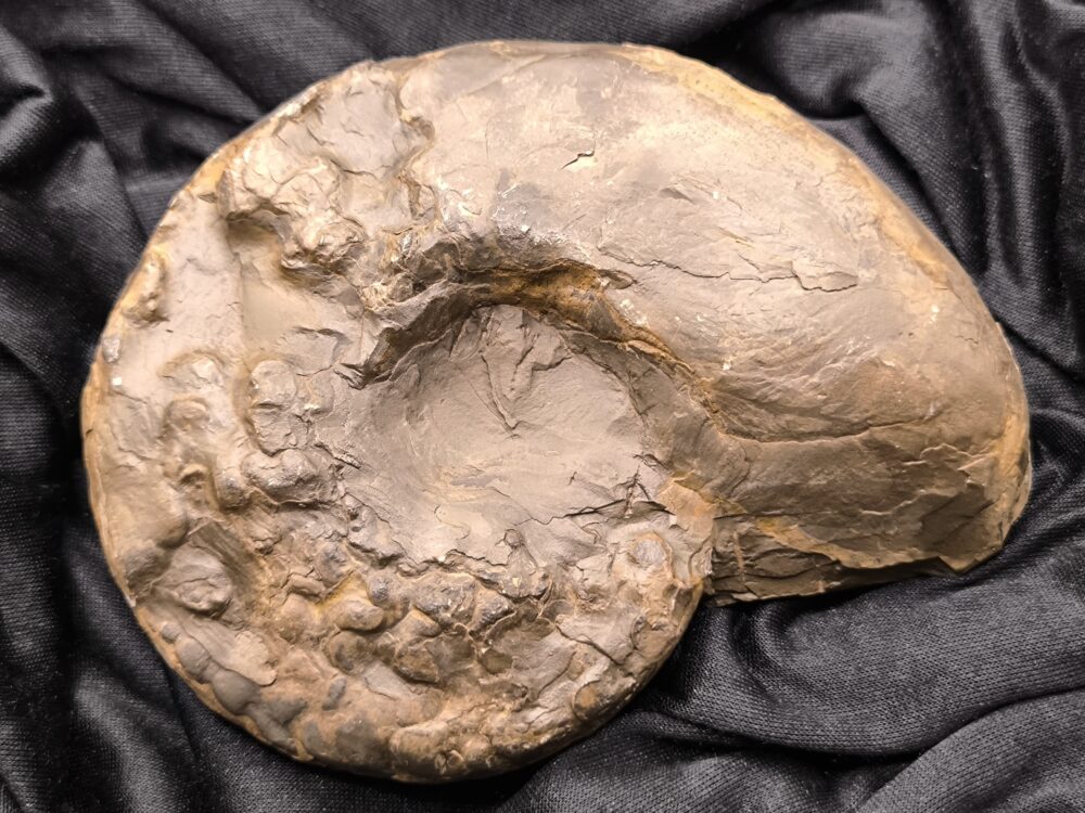 IMG_20251014_094407 Ceratites nodosus, Oberer Muschelkalk, Stammheim bei Würzburg