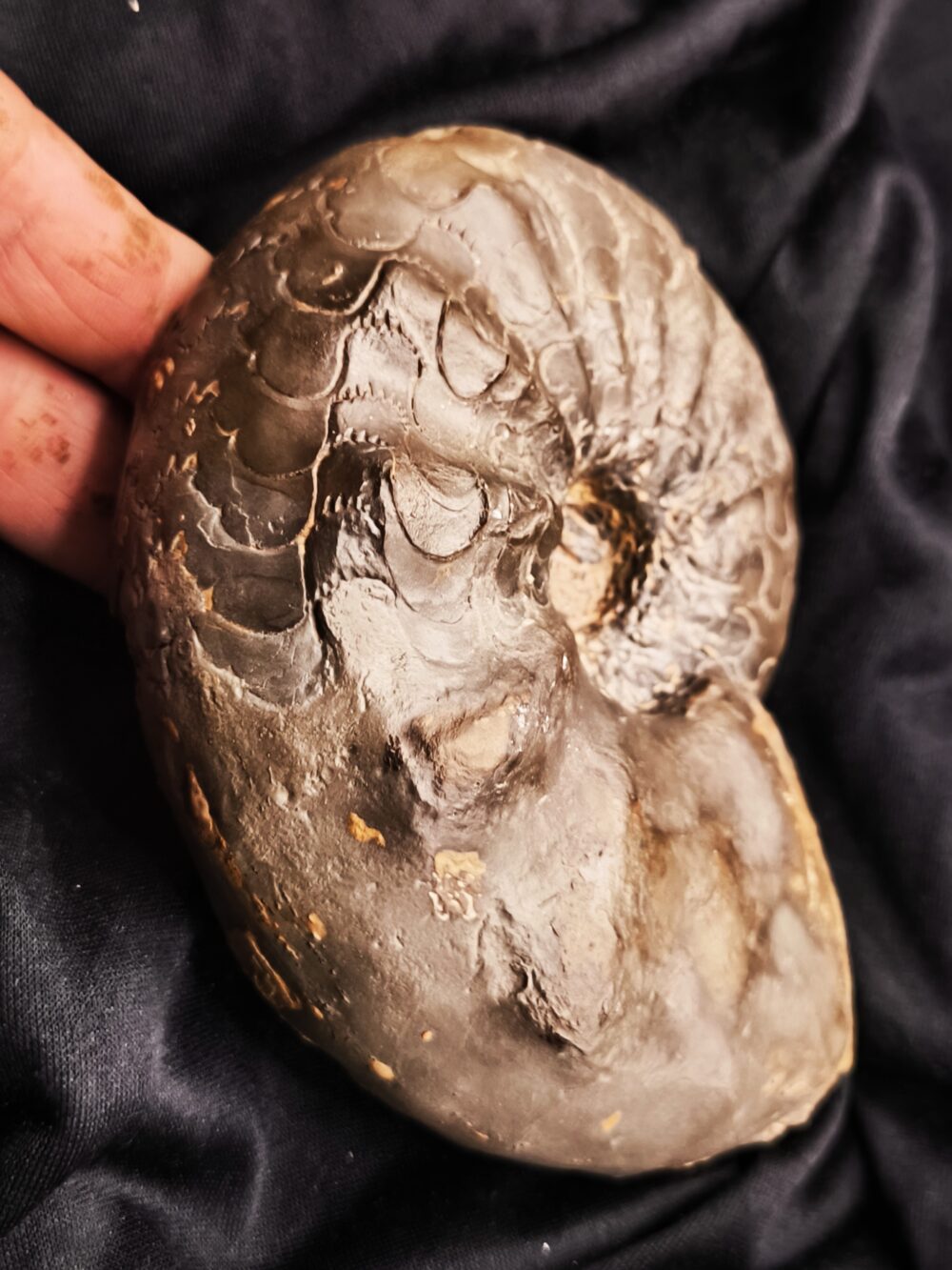 IMG_20251014_094416 Ceratites nodosus, Oberer Muschelkalk, Stammheim bei Würzburg