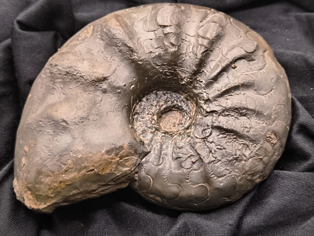 IMG_20251014_094427 Ceratites nodosus, Oberer Muschelkalk, Stammheim bei Würzburg