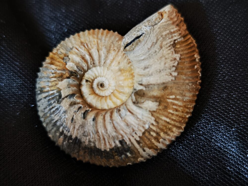 IMG_20251014_104032 Toricellites curticornutus, Dogger, Ashton Keynes, England