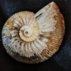 Toricellites curticornutus, Dogger, Ashton Keynes, England