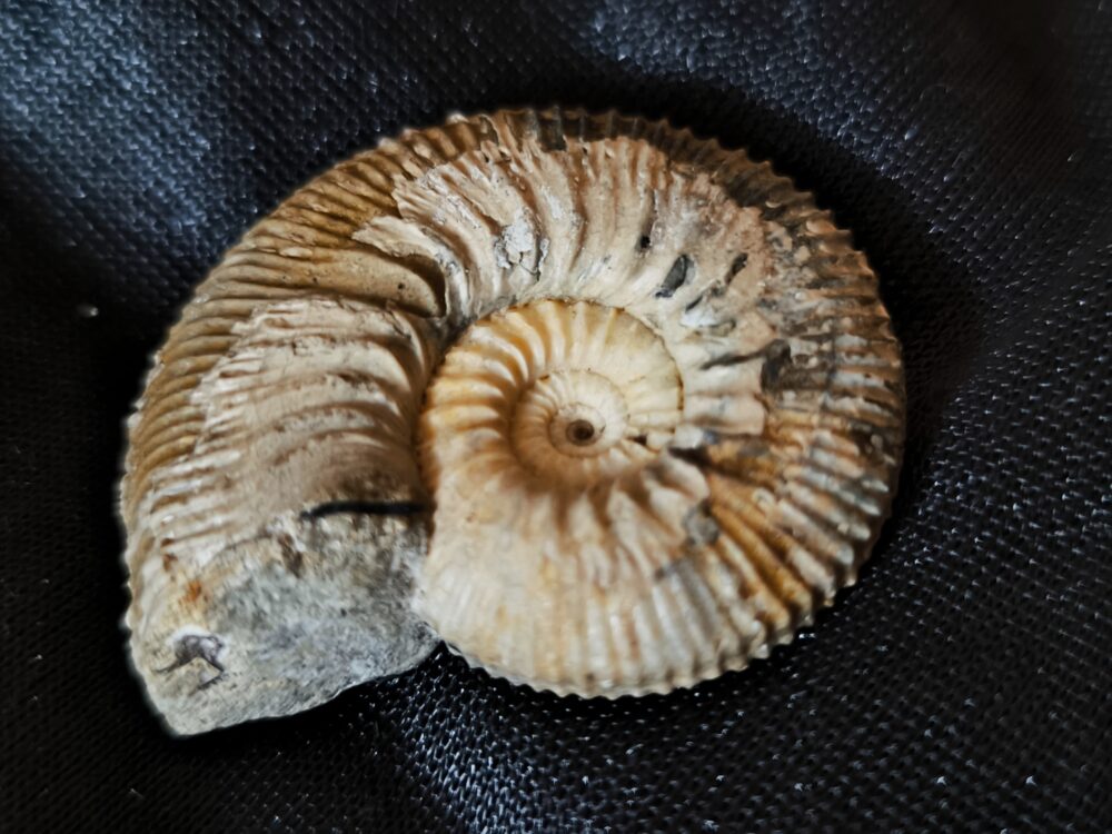 IMG_20251014_104042 Toricellites curticornutus, Dogger, Ashton Keynes, England