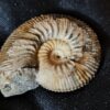 Toricellites curticornutus, Dogger, Ashton Keynes, England
