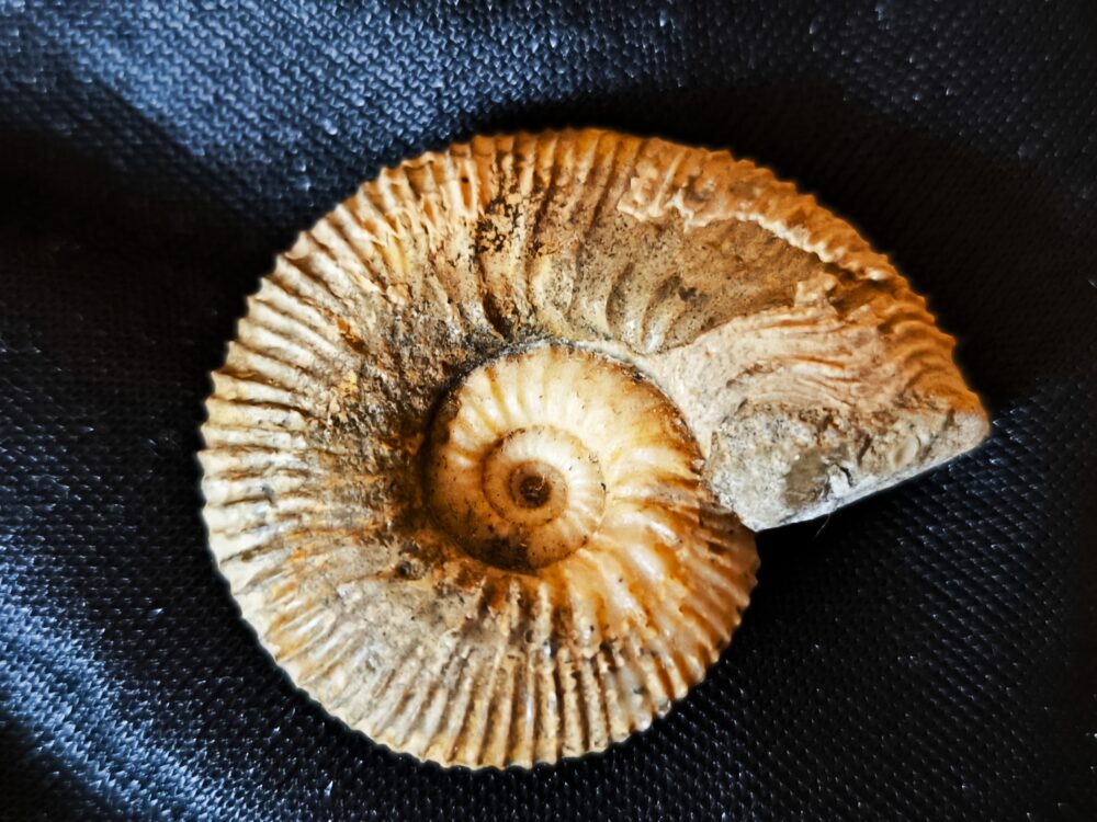 IMG_20251014_104052 Toricellites curticornutus, Dogger, Ashton Keynes, England