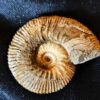 Toricellites curticornutus, Dogger, Ashton Keynes, England