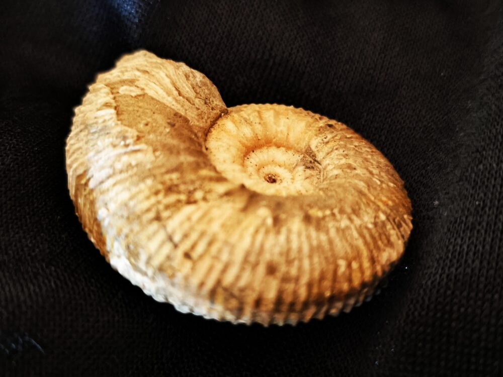 IMG_20251014_104148 Toricellites curticornutus, Dogger, Ashton Keynes, England