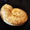 Toricellites curticornutus, Dogger, Ashton Keynes, England