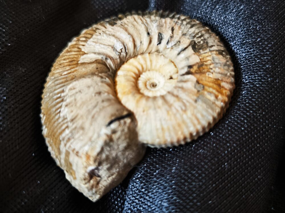 IMG_20251014_104242 Toricellites curticornutus, Dogger, Ashton Keynes, England