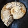 Toricellites curticornutus, Dogger, Ashton Keynes, England