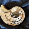 Nautilus, Cymatoceras, Kreide, Madagaskar, gesägt, beide Hälften  * reserviert *