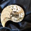 Nautilus, Cymatoceras, Kreide, Madagaskar, gesägt, beide Hälften  * reserviert *