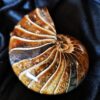 Wunderschöner Nautilus, poliert, Kreide, Madagaskar