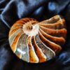 Wunderschöner Nautilus, poliert, Kreide, Madagaskar