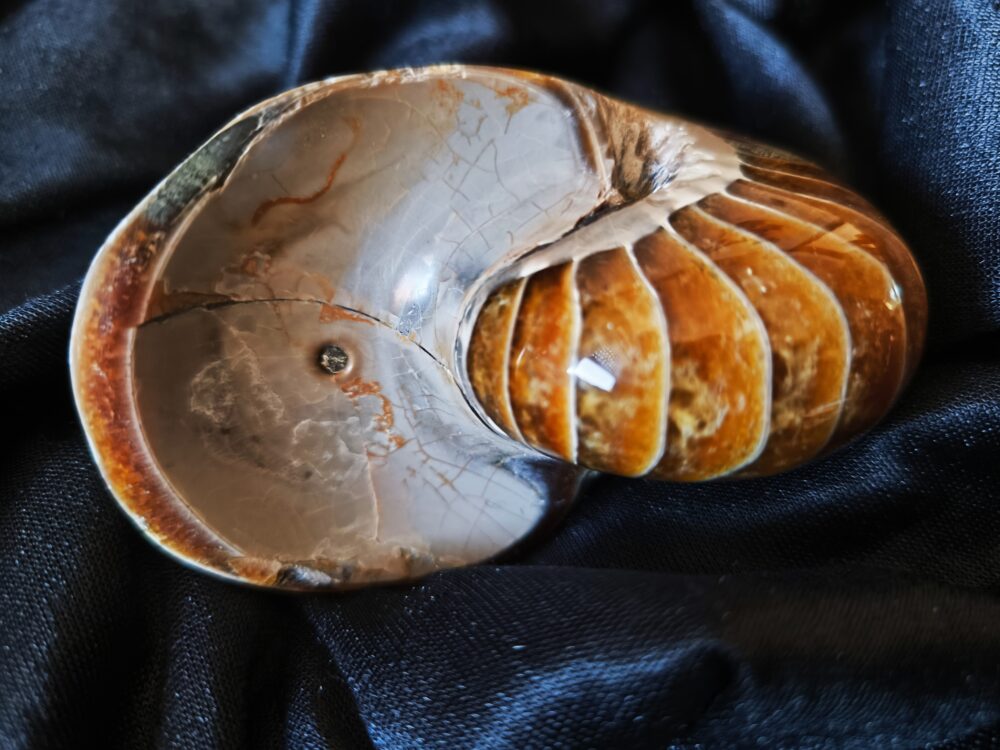 IMG_20251014_104744 Wunderschöner Nautilus, poliert, Kreide, Madagaskar