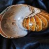 Wunderschöner Nautilus, poliert, Kreide, Madagaskar