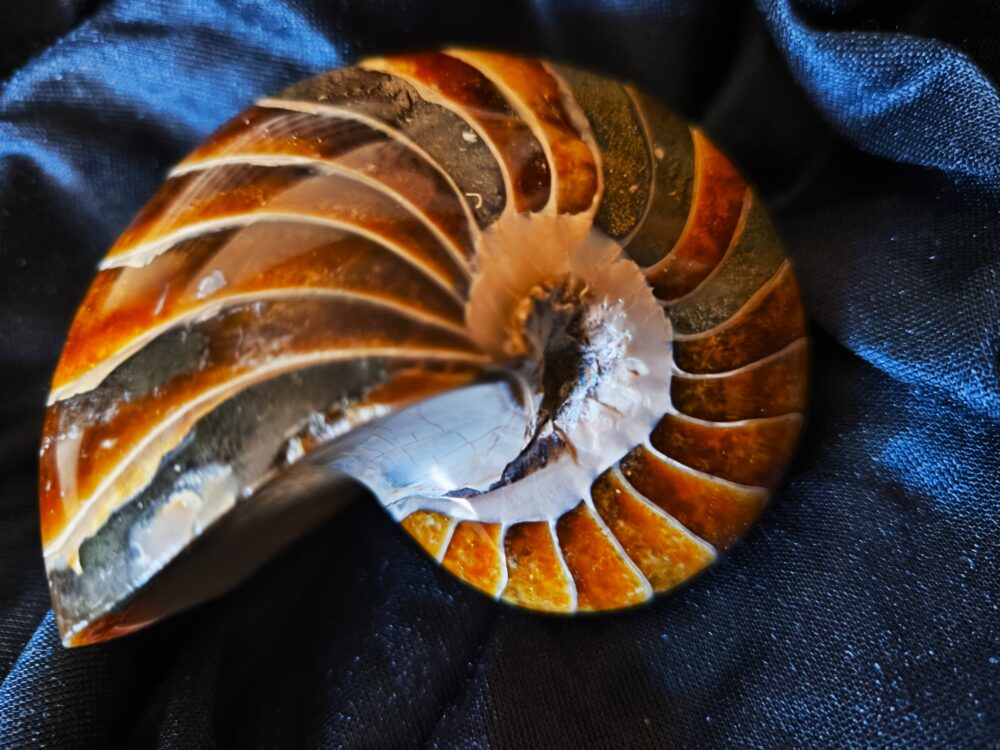 IMG_20251014_104755 Wunderschöner Nautilus, poliert, Kreide, Madagaskar