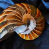 Wunderschöner Nautilus, poliert, Kreide, Madagaskar