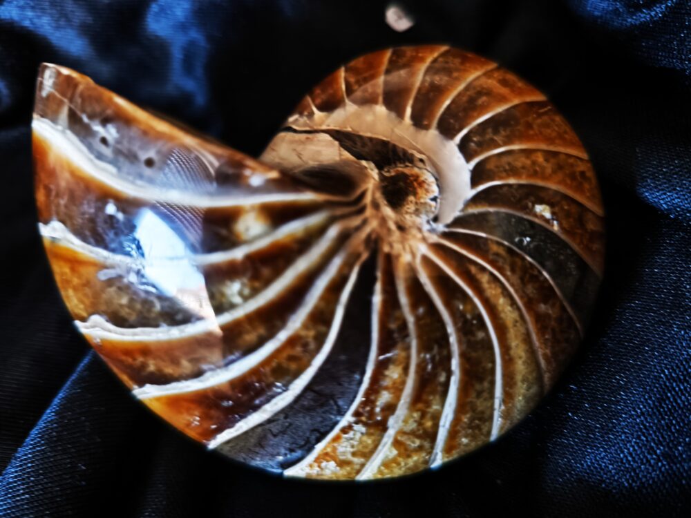 IMG_20251014_104802 Wunderschöner Nautilus, poliert, Kreide, Madagaskar