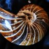 Wunderschöner Nautilus, poliert, Kreide, Madagaskar