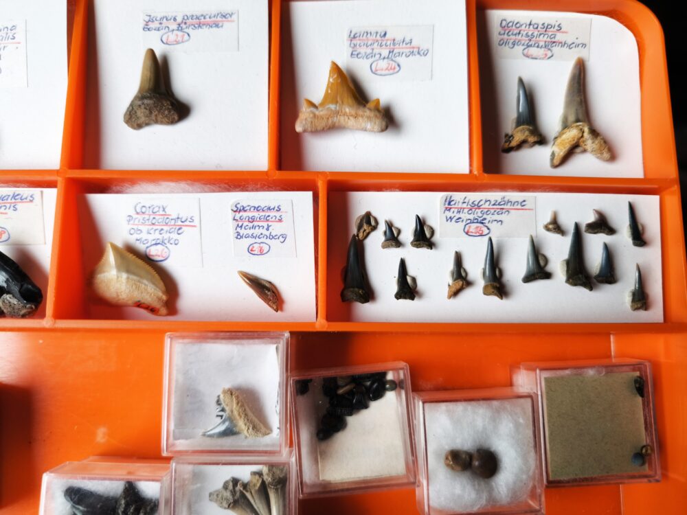 IMG_20251021_092356 größere Kollektion Haizähne, Känozoikum  * reserviert *