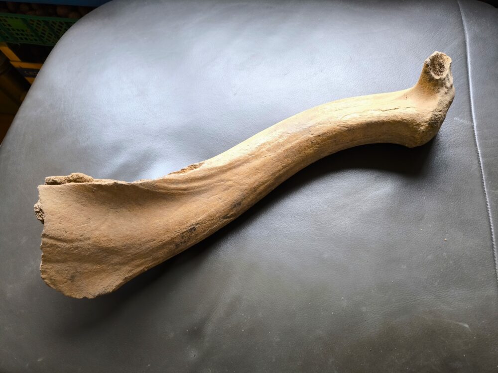 IMG_20251026_131236 Riesenhirsch, Abwurfstange, Pleistozän, Karlsruhe  * reserviert *