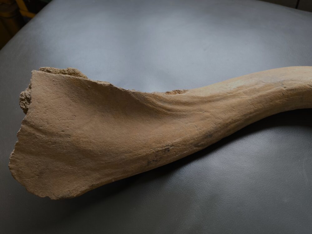 IMG_20251026_131240 Riesenhirsch, Abwurfstange, Pleistozän, Karlsruhe  * reserviert *