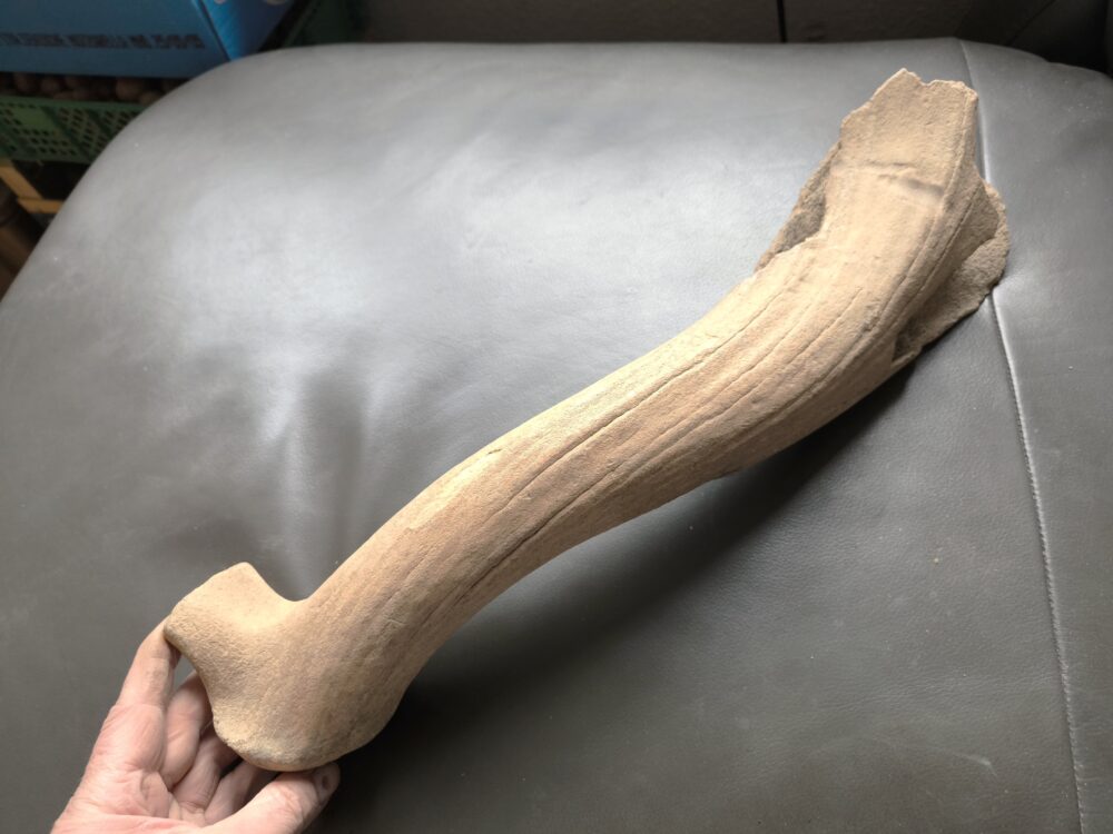 IMG_20251026_131251 Riesenhirsch, Abwurfstange, Pleistozän, Karlsruhe  * reserviert *