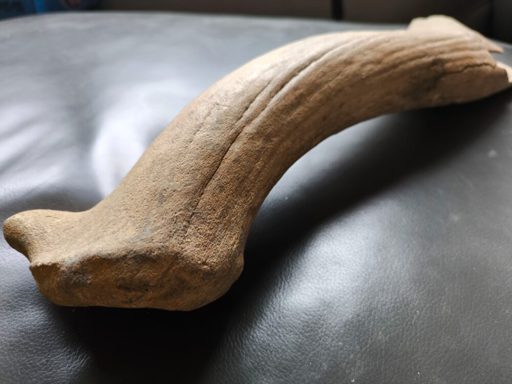 IMG_20251026_131310 Riesenhirsch, Abwurfstange, Pleistozän, Karlsruhe  * reserviert *