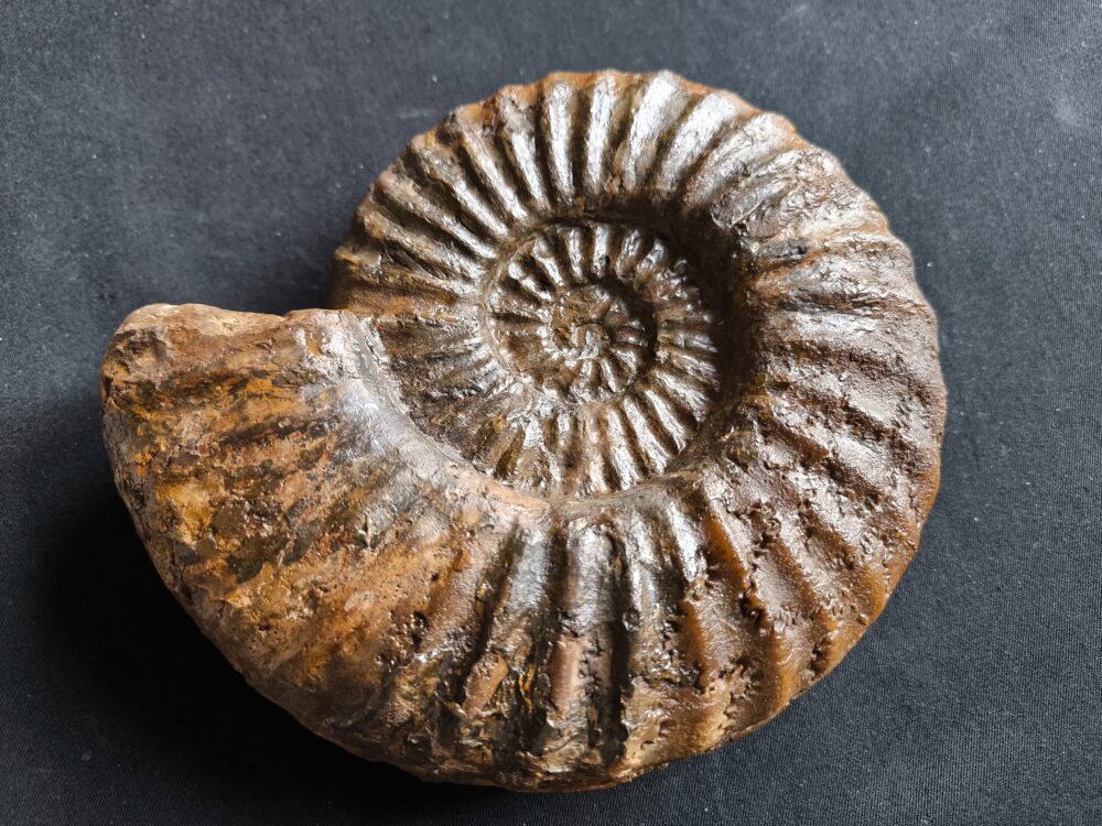 IMG_20251026_131939 Toprarität!! Asteroceras suevicum, Lias, Balingen