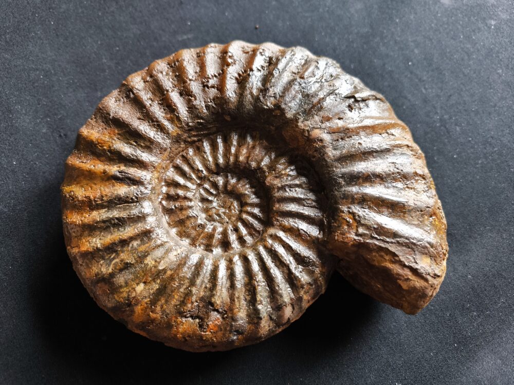 IMG_20251026_131948 Toprarität!! Asteroceras suevicum, Lias, Balingen