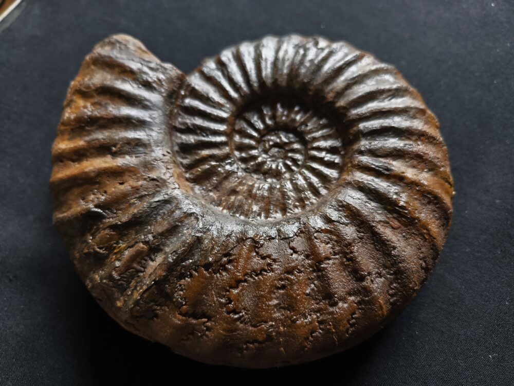 IMG_20251026_132004 Toprarität!! Asteroceras suevicum, Lias, Balingen