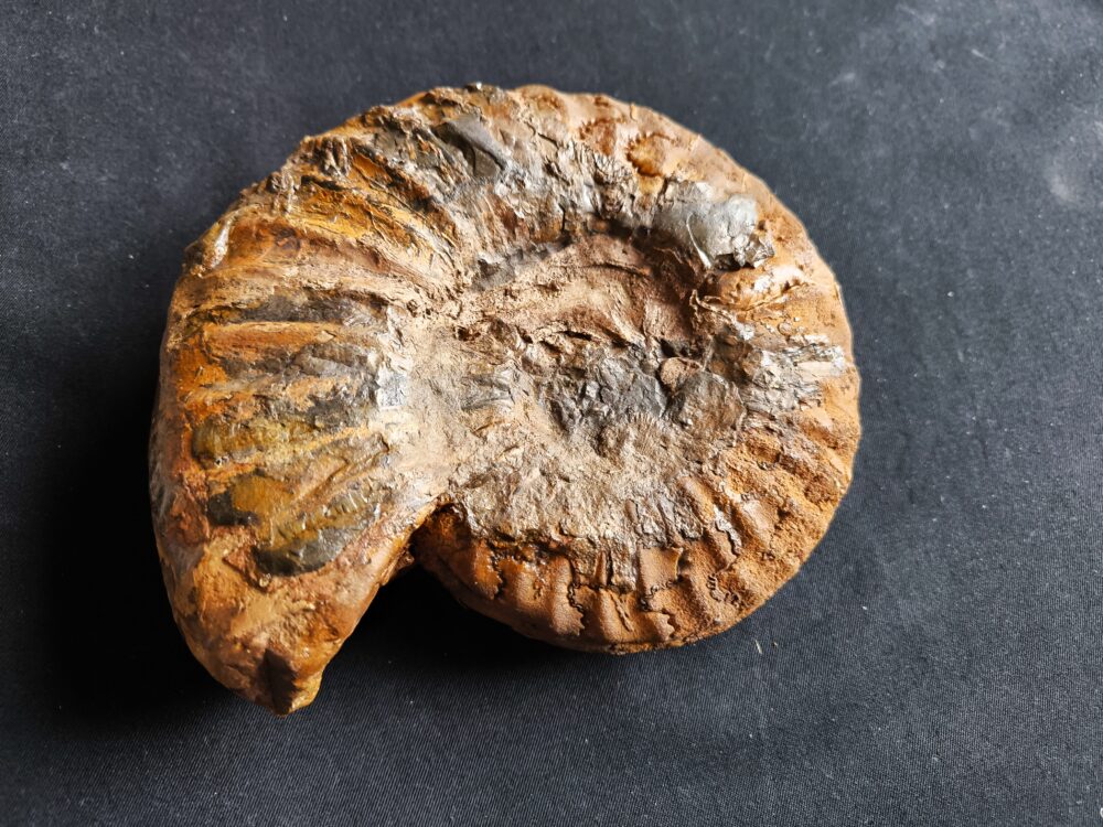 IMG_20251026_132012 Toprarität!! Asteroceras suevicum, Lias, Balingen