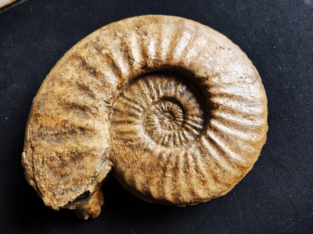 IMG_20251026_132057 Agassiceras immanae, Lias, Schwäbisch Gmünd  * verkauft *