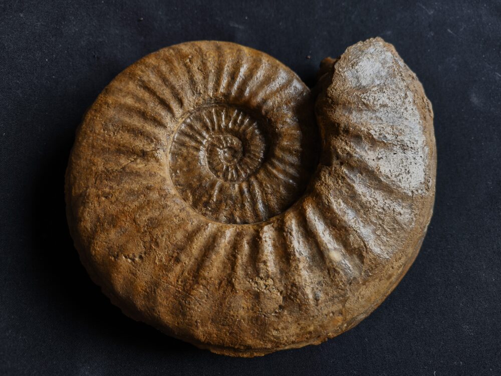 IMG_20251026_132113 Agassiceras immanae, Lias, Schwäbisch Gmünd  * verkauft *