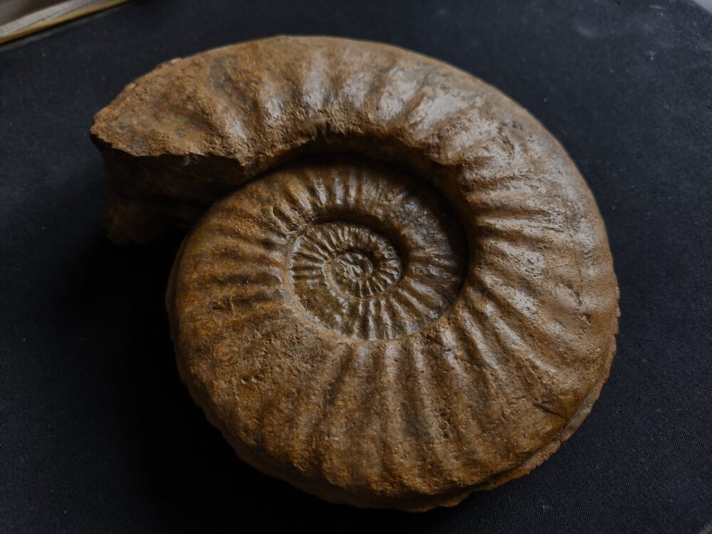 IMG_20251026_132131 Agassiceras immanae, Lias, Schwäbisch Gmünd  * verkauft *