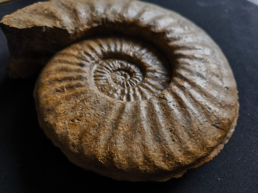 IMG_20251026_132135 Agassiceras immanae, Lias, Schwäbisch Gmünd  * verkauft *