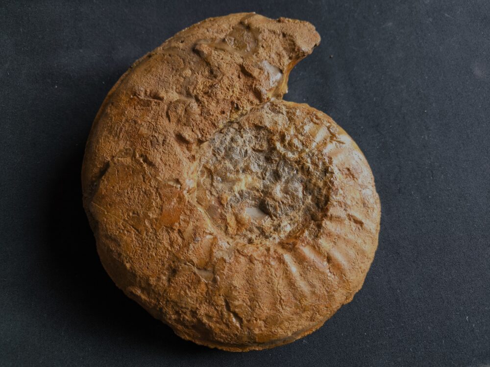 IMG_20251026_132147 Agassiceras immanae, Lias, Schwäbisch Gmünd  * verkauft *